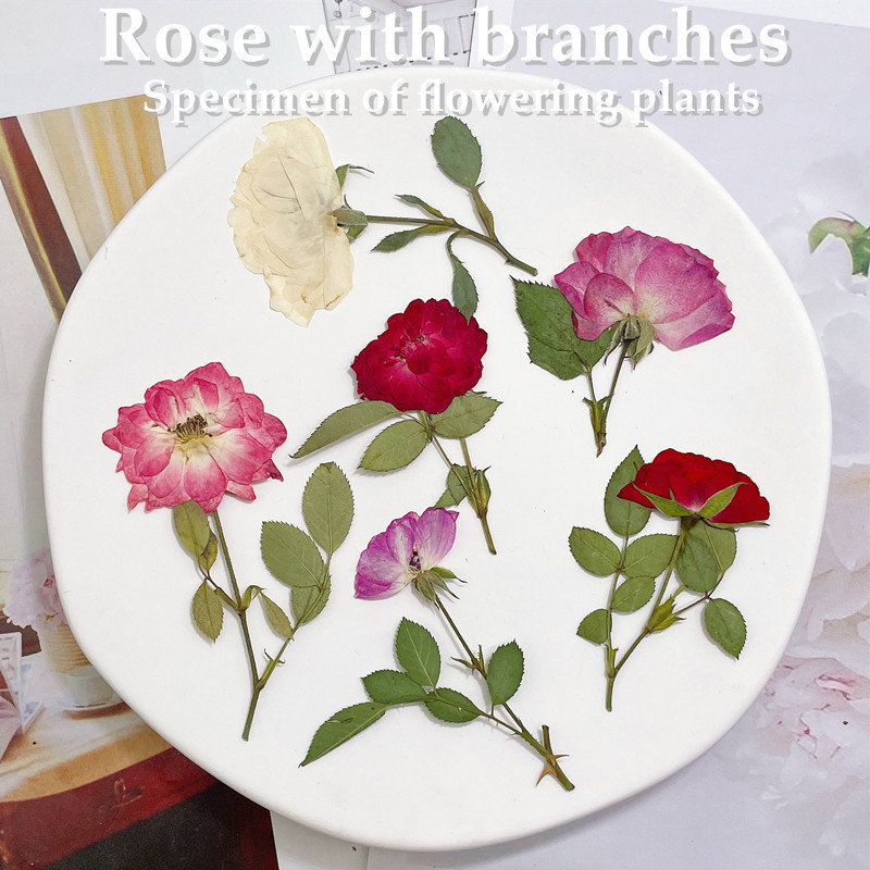 12 Peças, Ramos de Rosas Natur - Wedding Card Box avaliação e preço