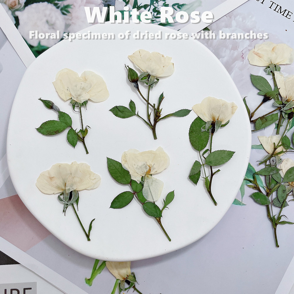 12 Peças, Ramos de Rosas Natur - Wedding Card Box avaliação e preço